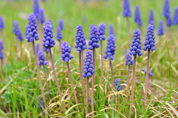 Flower garden with blue flowers