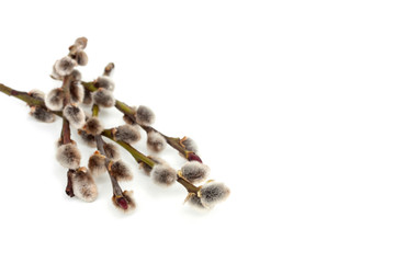 catkins on a white background - 51631491