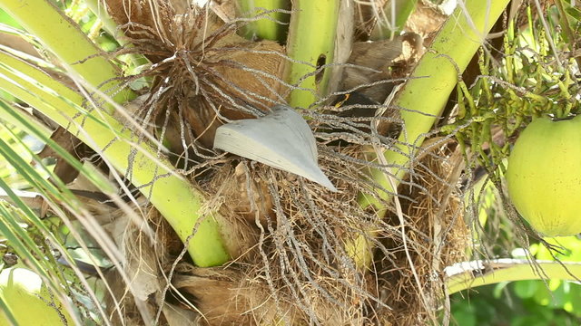 Birds Common Mynain the nest among the palm leaves.