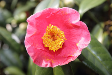 Fototapeta premium camellia flower and pollen