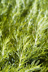 Green rosemary texture