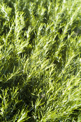Green rosemary texture
