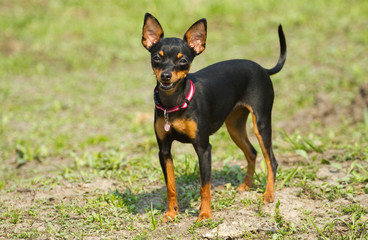Prague Ratter
