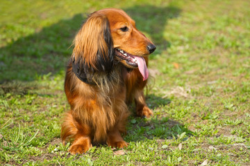 Red long-haired dachshund