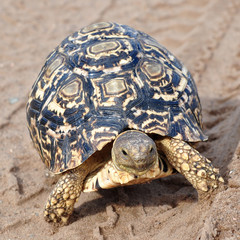 leopard turtle in track of car