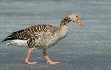 Greylag Goose