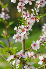 Obraz na płótnie Canvas Almond tree in blossom