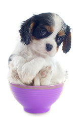 puppy cavalier king charles