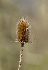 Common Teasel Seed Head