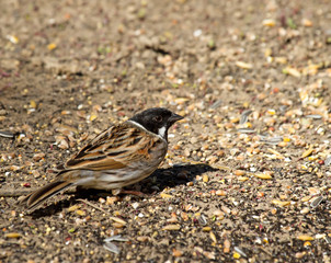 Reed Bunting