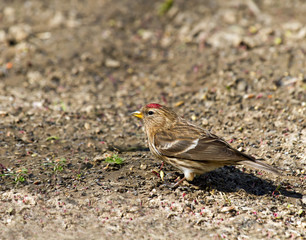 Common Redpoll