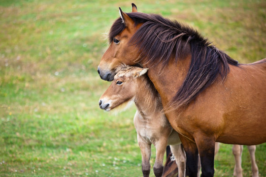Brown Horse and Her Foal in a Green Field of Grass.