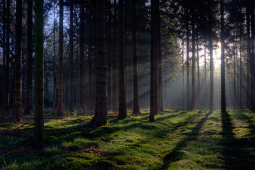 Sunrise in a pine forest