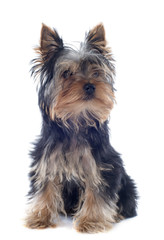 puppy yorkshire terrier
