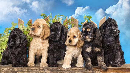 family american Cocker Spaniel dogs