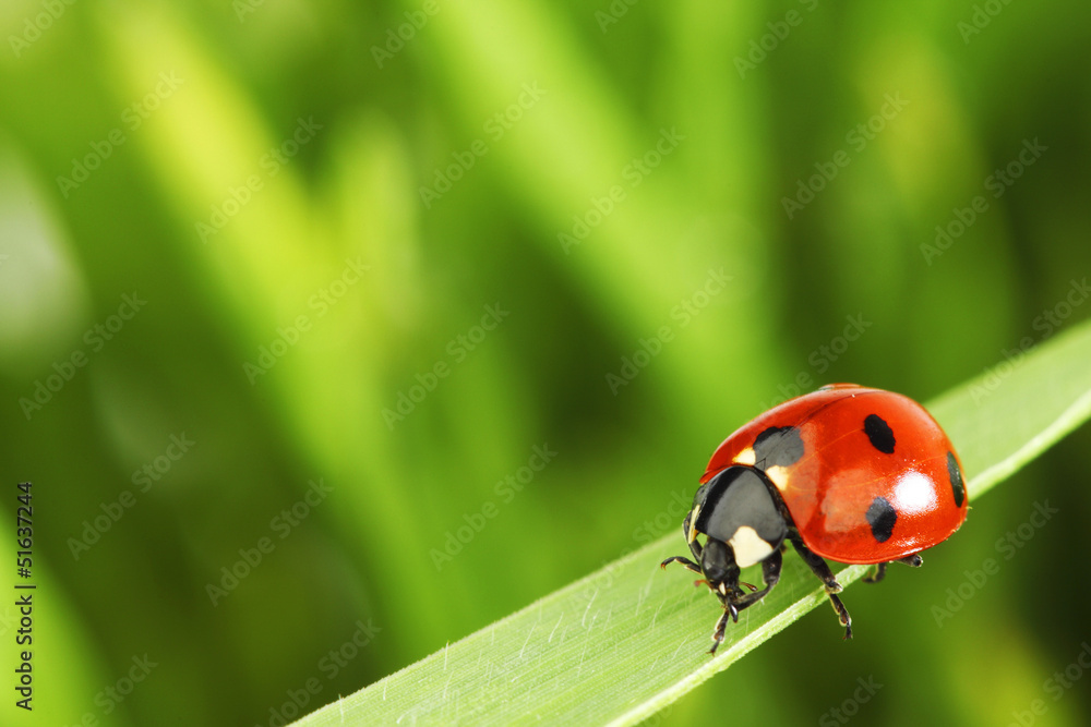 Sticker ladybug on grass