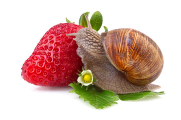 snail and strawberry on white background