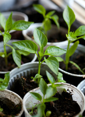 paprika seedlings