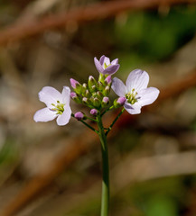 Cuckoo Flower