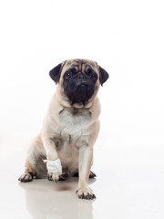 Fototapeta premium injured dog 1