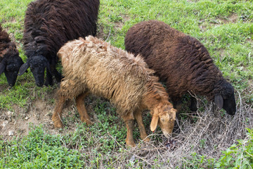 sheep grazing in a pasture