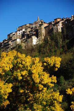 mimosa &agrave; apricale Italie