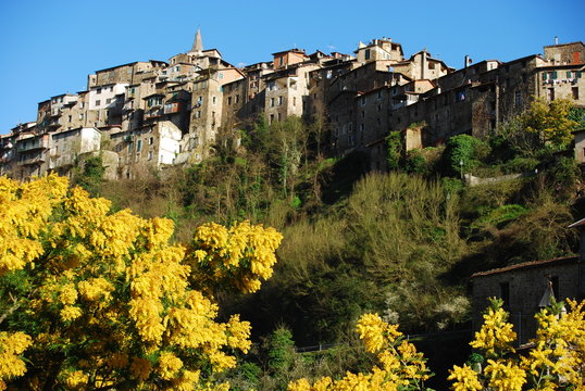 mimosa &agrave; apricale Italie