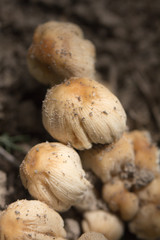 toadstool mushroom in nature