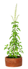 Medicinal holy basil or tulsi plant