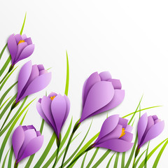 Crocuses. Paper flowers on white background - 51643256