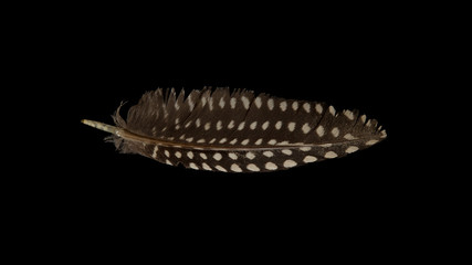 Small feather isolated