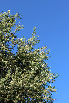 Olive tree branch on the blue sky background