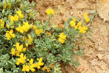 Lotus creticus, a genus of legume native to salty sand dunes