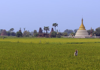 Rural scene in Burma with pagoda in background