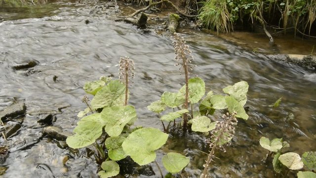 Bl&uuml;hende Pestwurz am Bach