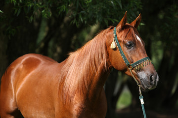 Beautiful arabian horse with nice show halter