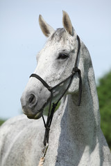 Fototapeta na wymiar Portrait of white English Thoroughbred horse with halter