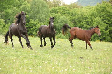 Two black and one brown horses running in nature