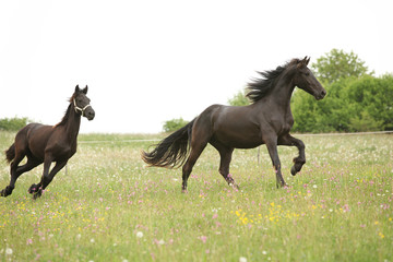 Two black friesian horses running in front of white sky