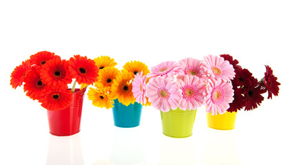 Bouquets Gerber flowers in colorful buckets