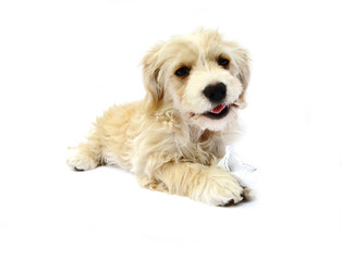 Puppy on white background