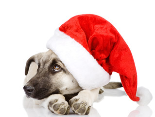 dog in a Santa Claus hat. isolated on white 