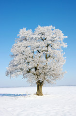 tree in frost