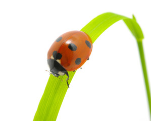 ladybug