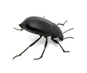 black beetle