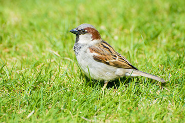Spatz