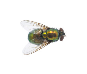 green fly
