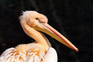 pelican