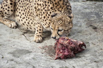 Cheetah eating raw meat on rocks