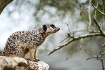 Meerkat on lookout on tree
